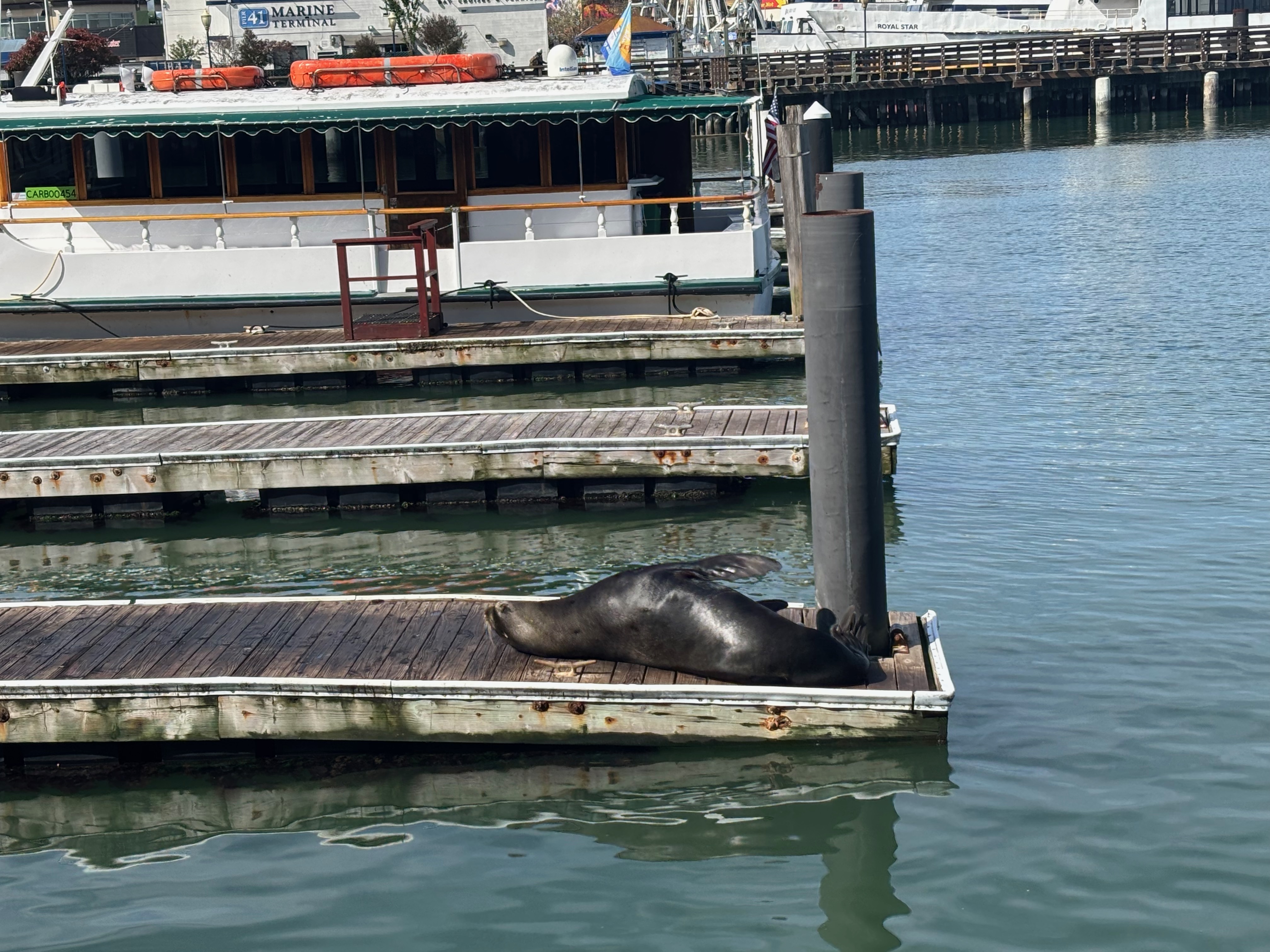 singular sea lion